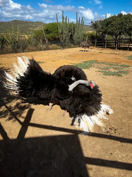 Ostrich with wings spread as ostrich tucks its head into them at the Aruba Ostrich Farm