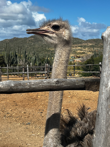 Gray ostrich neck looking out over fence at the Aruba Ostrich Farm