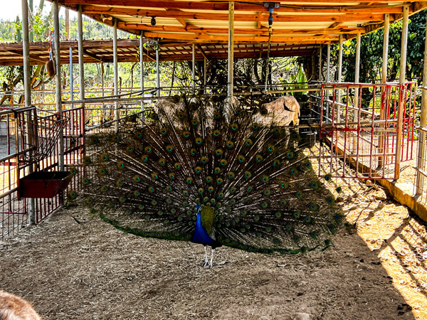 Aruba Donkey Sanctuary Peacock with open feathers and blue body under farm shelter