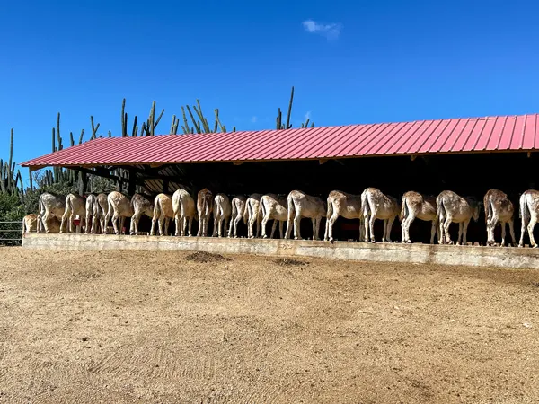 Aruba Donkey Sanctuary row of donkeys with butts all sticking out under shelter with red roof and bright blue sky with cacti behind them