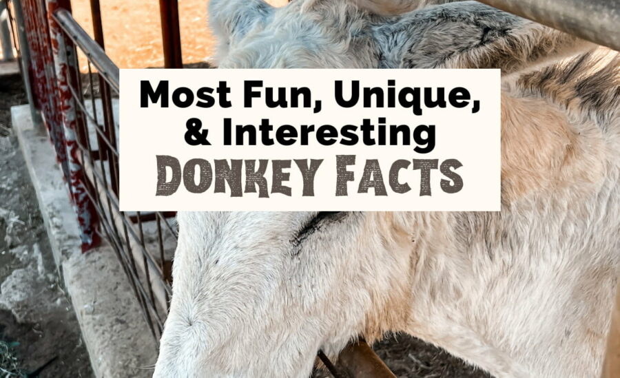 Most fun, unique, and interesting donkey facts with gray and white donkey at farm fence