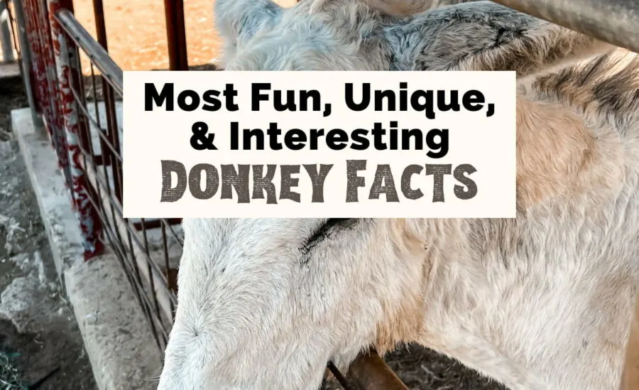 Most fun, unique, and interesting donkey facts with gray and white donkey at farm fence