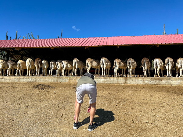 Donkey Sanctuary in Aruba with white brunette make in shorts and green t-shirt bent over to mimic row of donkey butts