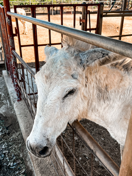 Donkey Sanctuary in Aruba White Gray Donkey behind a metal fence, poking its head through