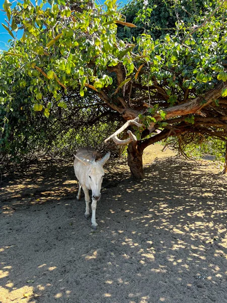 Donkey Sanctuary in Aruba with white wild donkey under a green leaved tree in shade