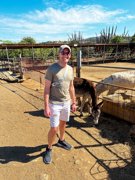 Donkey Sanctuary in Aruba with white brunette male in hat, shorts, and green t-shirt with brown and gray white donkey and dirt ground with blue sky and cacti in the background