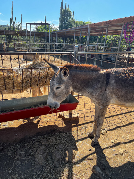 Donkey Sanctuary In Aruba with gray colored donkey eating hay hooked to fence