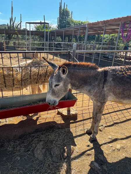 Donkey Sanctuary In Aruba with gray colored donkey eating hay hooked to fence