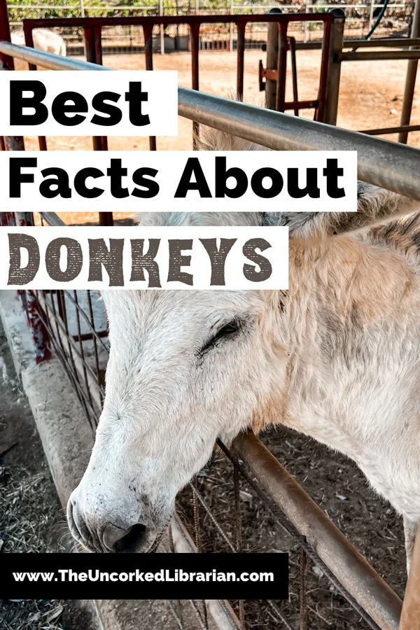 Best Facts About Donkeys Pinterest Pin with with gray and white donkey at farm fence