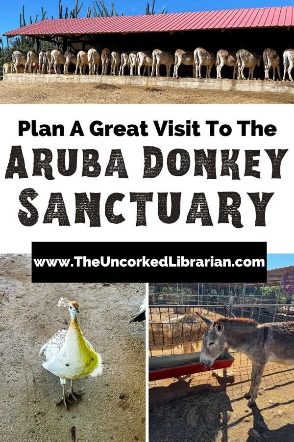 Plan a great visit to the Aruba Donkey Sanctuary Pinterest pin with with row of tan, white, gray, and brown donkey butts under red roofed farm shelter, White Peacock looking back at camera with feathers tucked away on dirt ground, and gray colored donkey eating hay hooked to fence