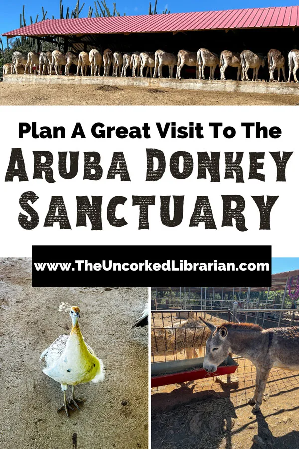 Plan a great visit to the Aruba Donkey Sanctuary Pinterest pin with with row of tan, white, gray, and brown donkey butts under red roofed farm shelter, White Peacock looking back at camera with feathers tucked away on dirt ground, and gray colored donkey eating hay hooked to fence