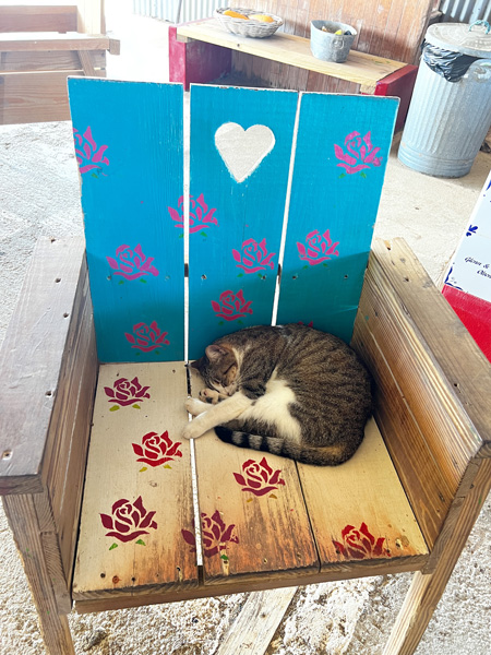 Donkey Farm Aruba gray and white cat sleeping on chair with blue backing with heart and red painted flowers