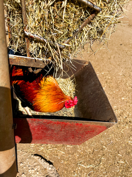 Donkey Farm Aruba with brown and red rooster in feeding box along fence