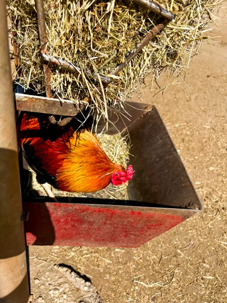 Donkey Farm Aruba with brown and red rooster in feeding box along fence