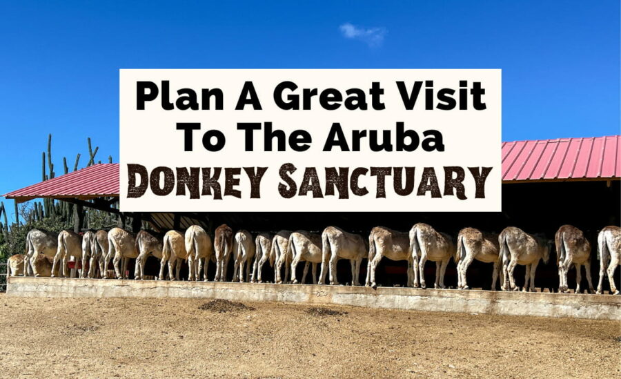 Plan a great visit to the Donkey Sanctuary Aruba featured photo with row of tan, white, gray, and brown donkey butts under red roofed farm shelter