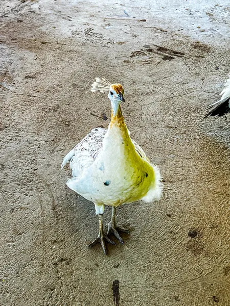 Donkey Sanctuary Aruba White Peacock looking back at camera with feathers tucked away on dirt ground