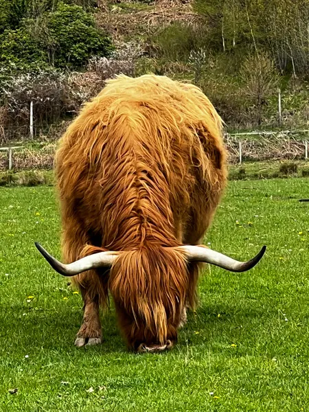 Highland Cow - a hairy cow with horns - eating grass in Loch Ness Scotland