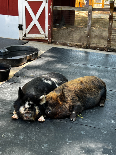 Greenville SC zoo pigs