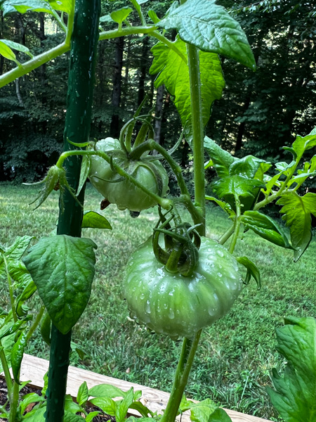 Beefsteak tomatoes