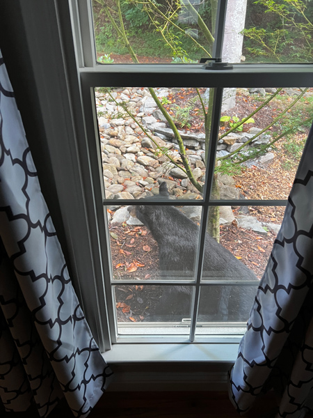 Black bear in front of house