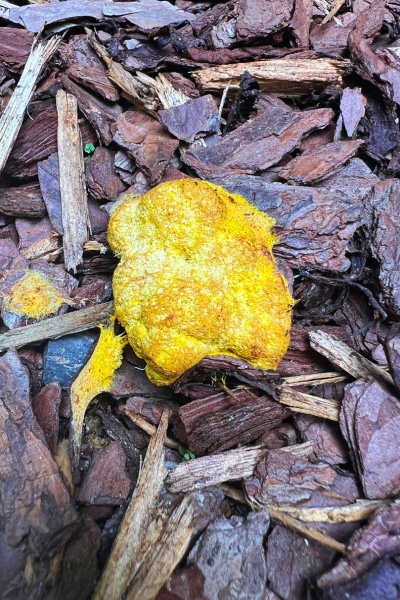 Yellow Dog Vomit Slime