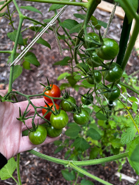 Garden Cherry Tomatoes