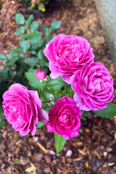 pink garden roses
