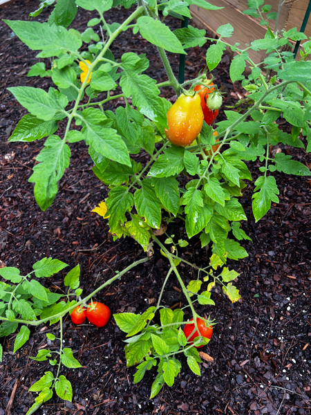 plum tomatoes