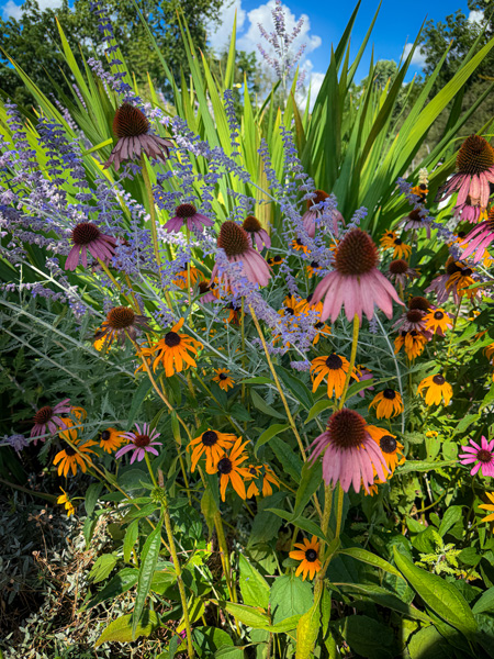 Main Street Nature Park Flowers