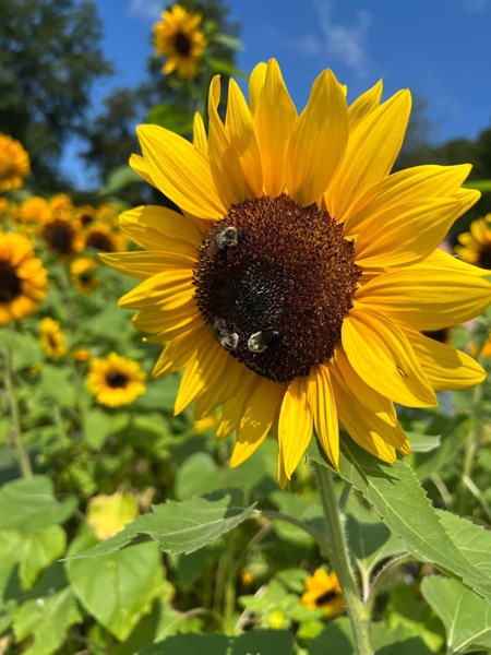 Never Ending Flower Farm Sunflower