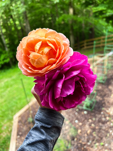 Reems Creek Nursery Roses