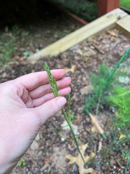 garden asparagus