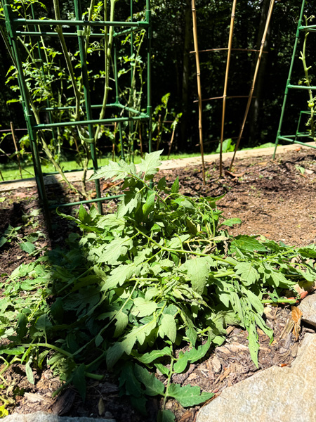 Damaged Beefsteak Tomato Plants
