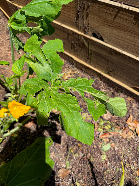 Damaged Summer Squash plant