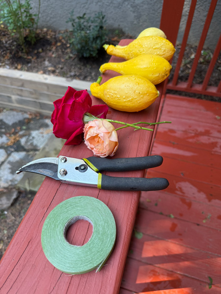 Garden plant velcro, sheers, roses, and squash