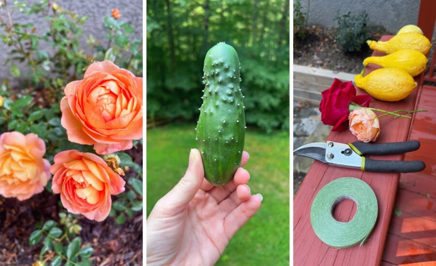 roses, cucumber, cut squash