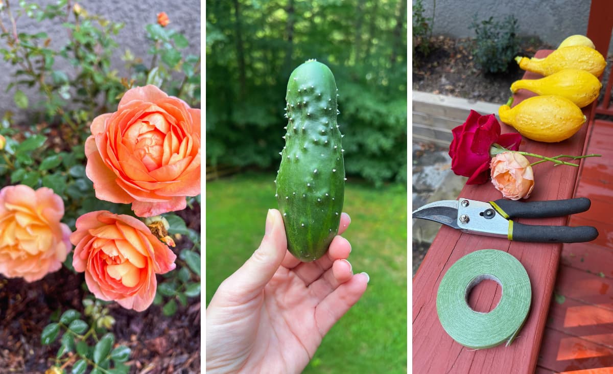 roses, cucumber, cut squash