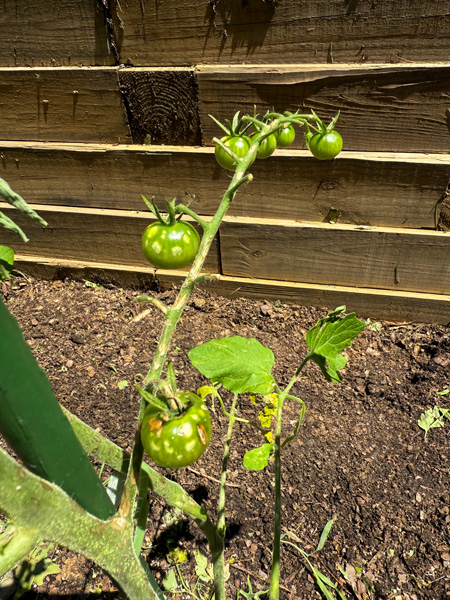 Cherry tomatoes hail damage