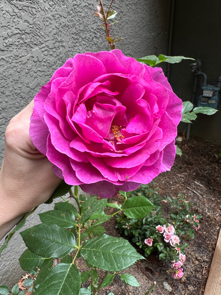 Pink garden Rose