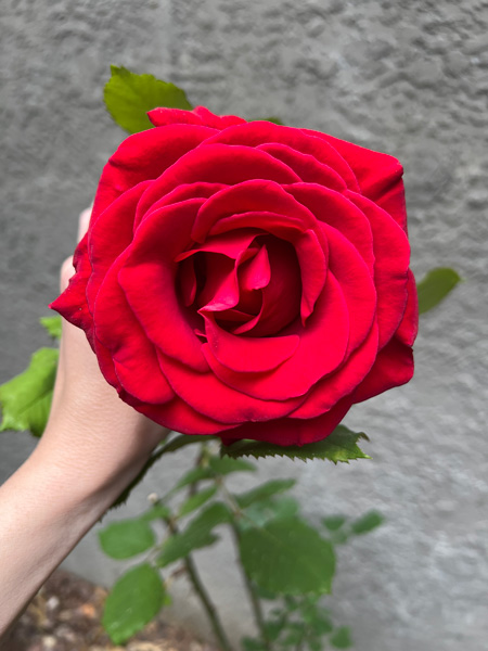 Red garden rose