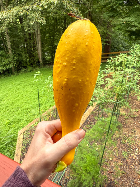 Yellow Summer Squash